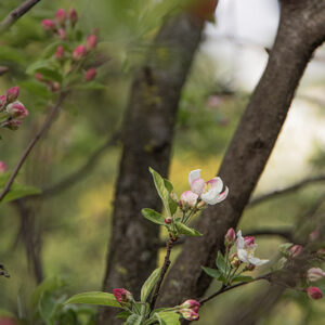 MALUS POM ZAI, POMACEAE, ROSACEAE - 1668581