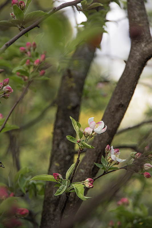 MALUS POM ZAI, POMACEAE, ROSACEAE - 1668581