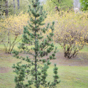 PINUS FLEXILIS - PINACEAE - 1668582