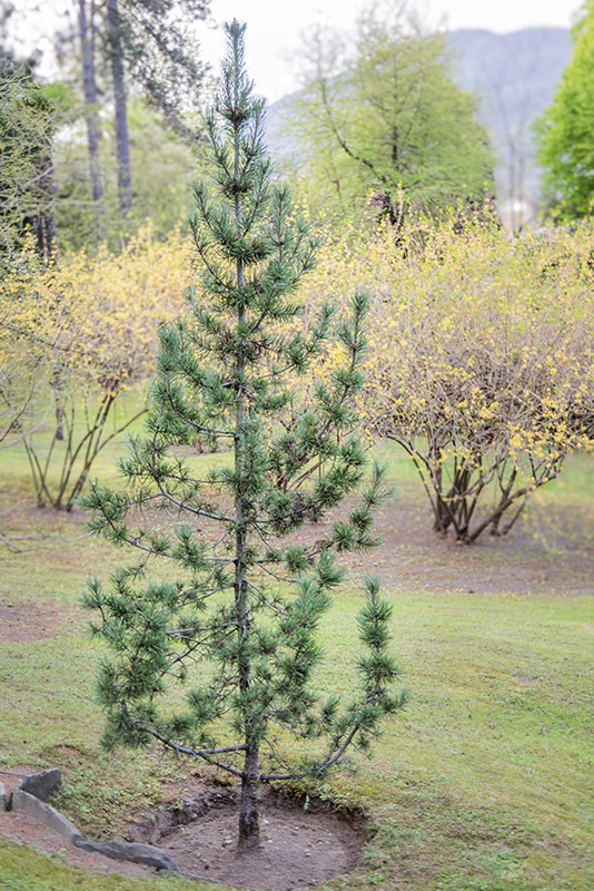 PINUS FLEXILIS - PINACEAE - 1668582