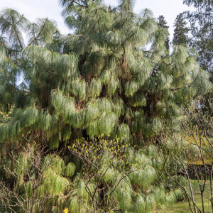 PINUS, MONTEZUMA, PINACEAE, MESSICO - 1668583