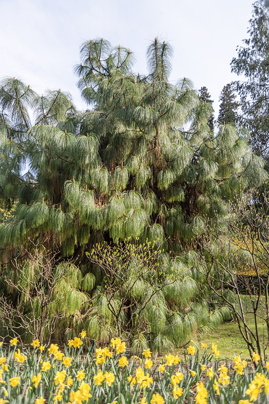 PINUS, MONTEZUMA, PINACEAE, MESSICO - 1668583
