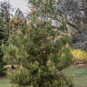 PINUS RADIATA - PINACEAE - 1668584