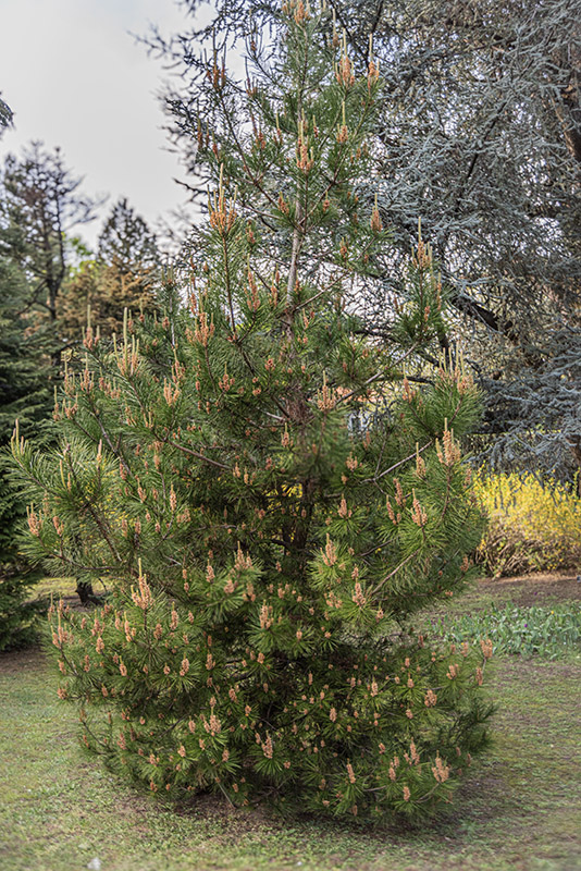 PINUS RADIATA - PINACEAE - 1668584