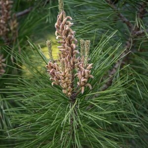 PINUS RADIATA, PINACEAE - 1668585