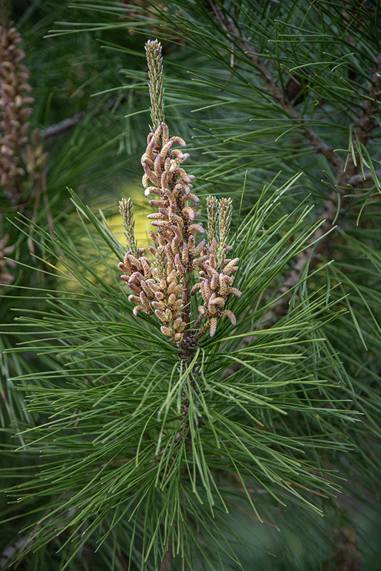 PINUS RADIATA, PINACEAE - 1668585