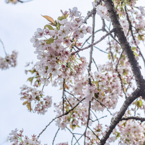 PRUNUS, SARGENTII - ROSACEAE - 1668586