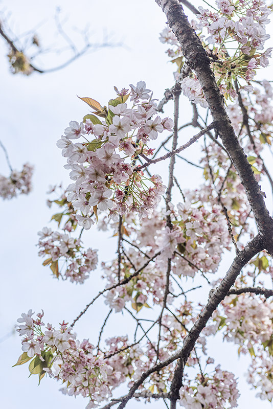 PRUNUS, SARGENTII - ROSACEAE - 1668586