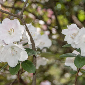 RHODODENDRON BOW BELLS, CORONA X WILLIAMSIANUS - ERICACEAE - 1668587
