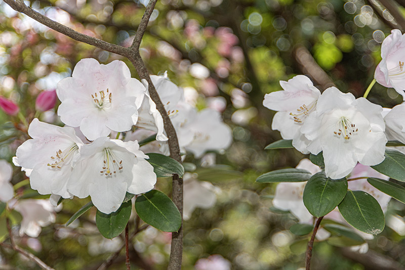 RHODODENDRON BOW BELLS, CORONA X WILLIAMSIANUS - ERICACEAE - 1668587 - immagine 1