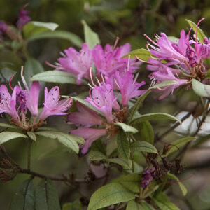 RHODODENDRON SCABRIFOLIUM, ERICACEAE - 1668588