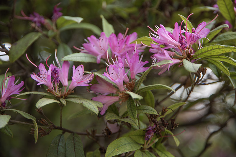 RHODODENDRON SCABRIFOLIUM, ERICACEAE - 1668588 - immagine 1
