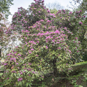 RHODODENDRON SCABRIFOLIUM, ERICACEAE - 1668589