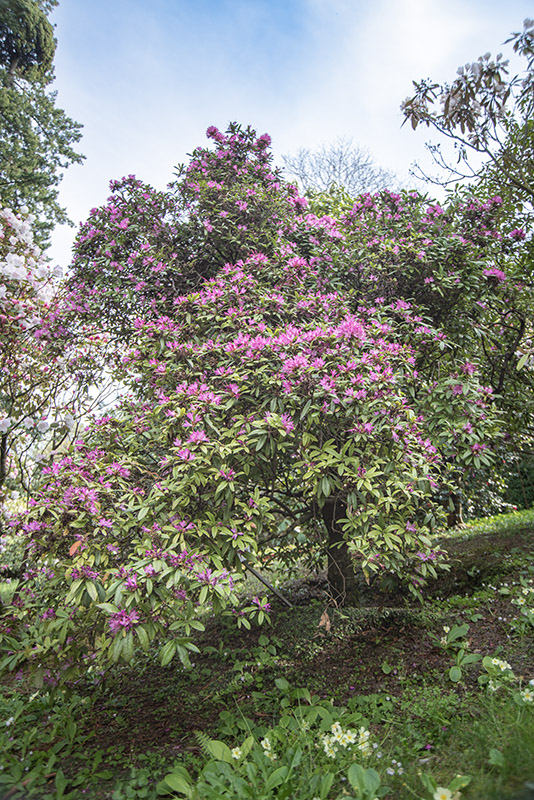 RHODODENDRON SCABRIFOLIUM, ERICACEAE - 1668589