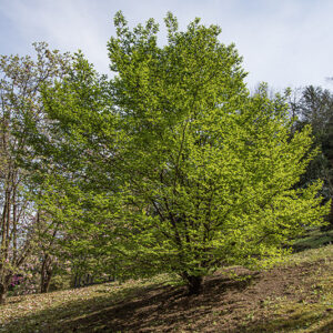 STEWARTIA ROSTRATA, THEACEAE - 1668590