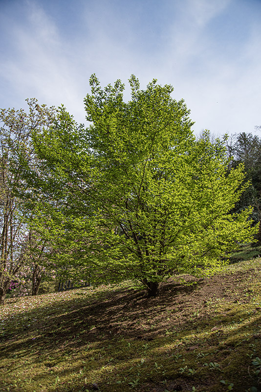STEWARTIA ROSTRATA, THEACEAE - 1668590 - immagine 1