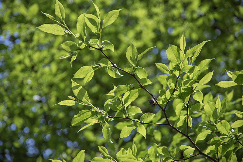 STEWARTIA ROSTRATA, THEACEAE - 1668591 - immagine 1