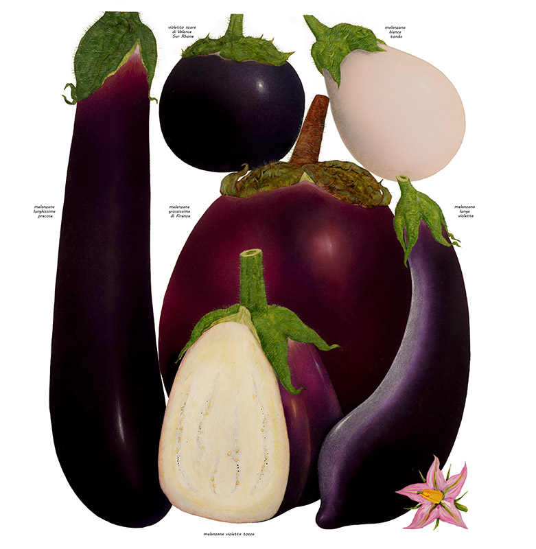 VARIETÀ DI MELANZANE - 0360 - immagine 1