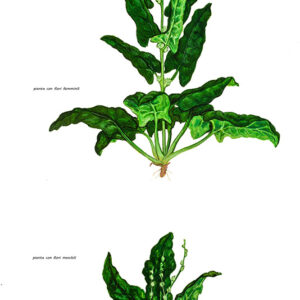 SPINACI, SPINACIA OLEARACEA, AMARANTHACEAE - 0366