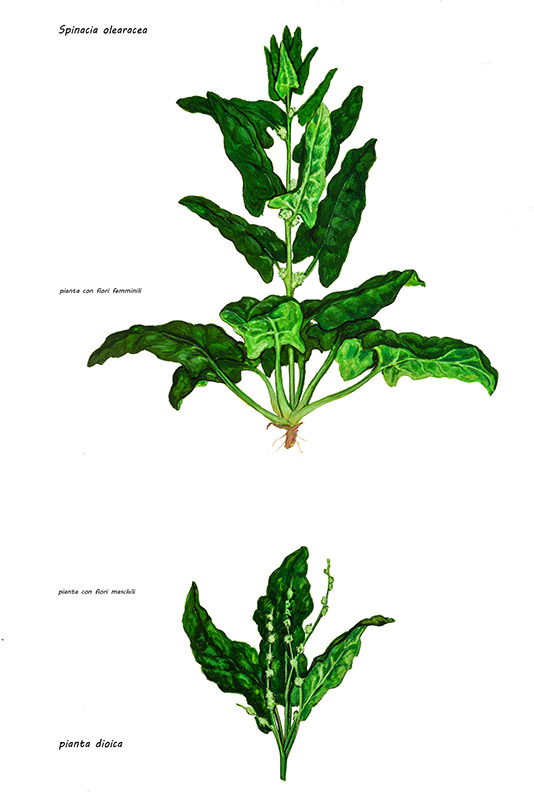 SPINACI, SPINACIA OLEARACEA, AMARANTHACEAE - 0366