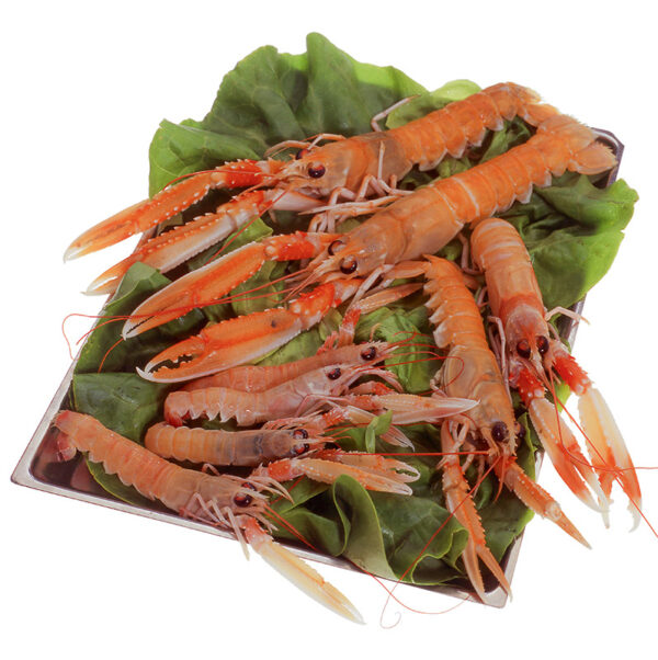 SCAMPI - S3100 - 65440