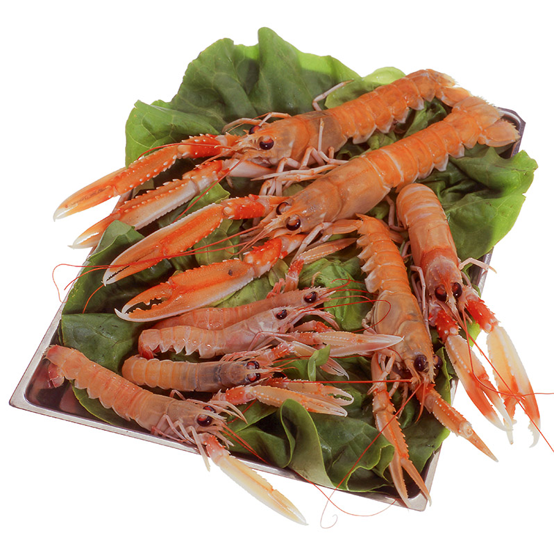 SCAMPI - S3100 - 65440 - immagine 1