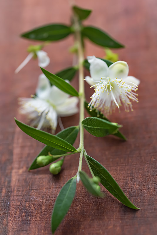 MIRTO - FIORE - 4013