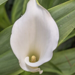 ZANTEDESCHIA, CALLA, FIORE, ARACEAE - 4026