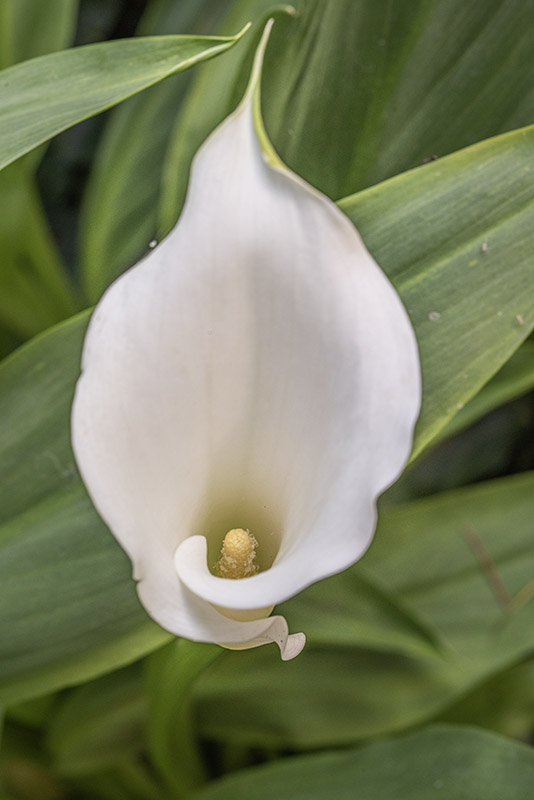 ZANTEDESCHIA, CALLA, FIORE, ARACEAE - 4026