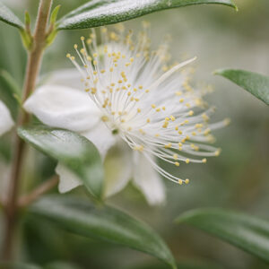MIRTO - FIORE - MYRTACEAE - 4051