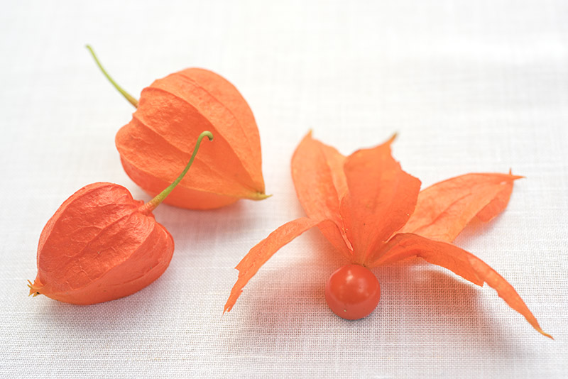 ALCHECHENGI - 9377 - immagine 1