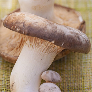 FUNGHI CARDONCELLI - 0092