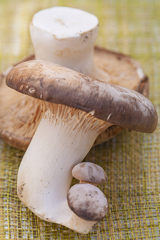 FUNGHI CARDONCELLI - 0092 - immagine 1