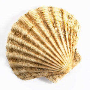 CAPESANTE - 5956
