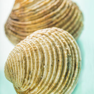 TARTUFI DI MARE - K2132