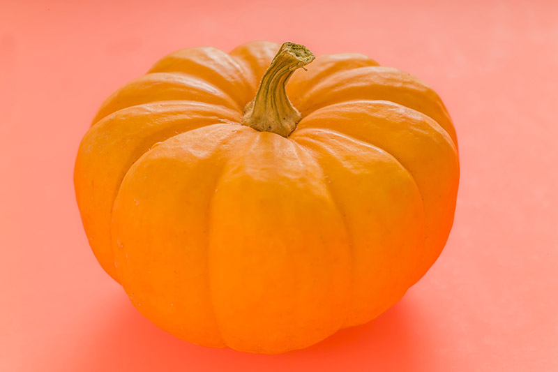 ZUCCA - 2314 - immagine 1