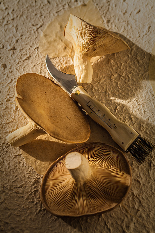 FUNGHI CARDONCELLI E COLTELLO PER FUNGHI - 1641