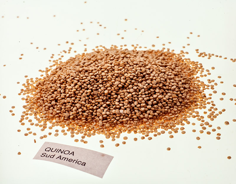 QUINOA - SUD AMERICA - S01031699 - immagine 1