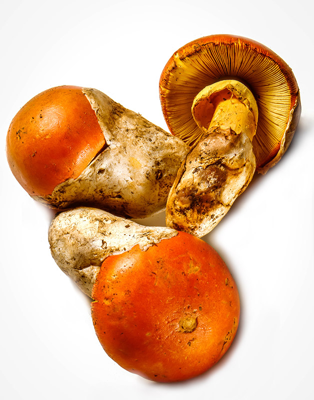 OVOLI - S21591001 - immagine 1