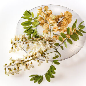 FRITTELLE DI ROBINIA - S98910 - 4539