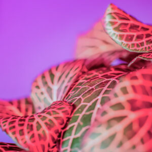 FITTONIA - S17990 - 5699