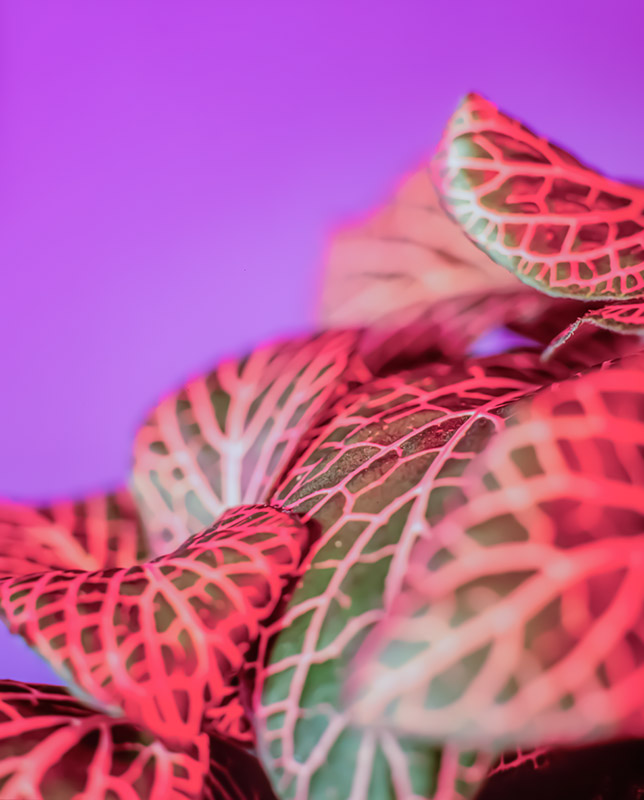 FITTONIA - S17990 - 5699 - immagine 1