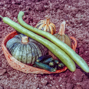 VARIETÀ DI ZUCCHE - 6009