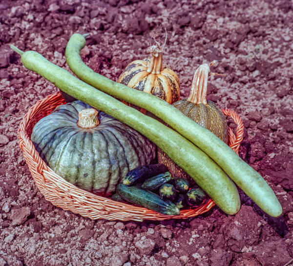 VARIETÀ DI ZUCCHE - 6009