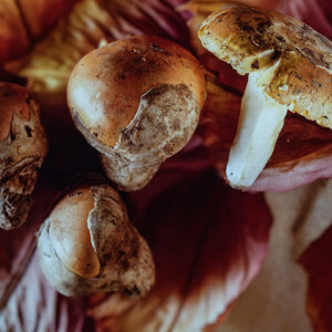 FUNGHI OVOLI - S04950 - 5174