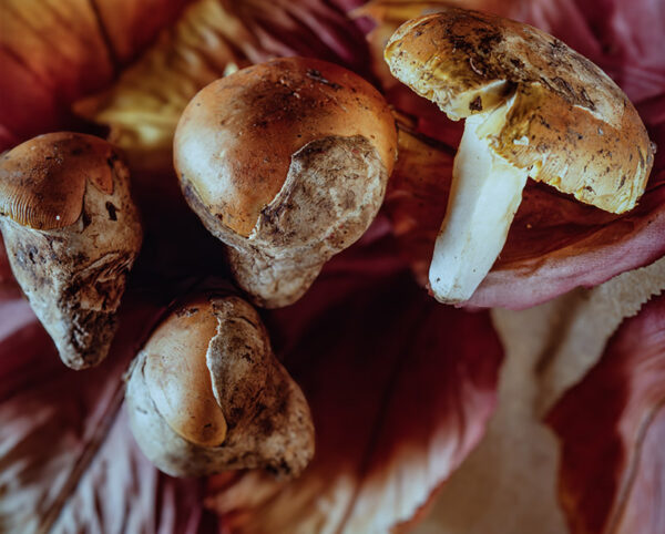 FUNGHI OVOLI - S04950 - 5174