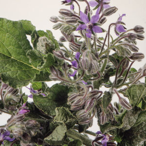 BORRAGGINE - S150910 - 5396