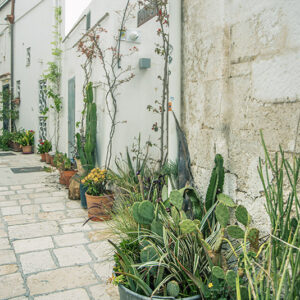 DECORO URBANO, PIANTE GRASSE, VASI, POLIGNANO AL MARE, PUGLIA - 8663