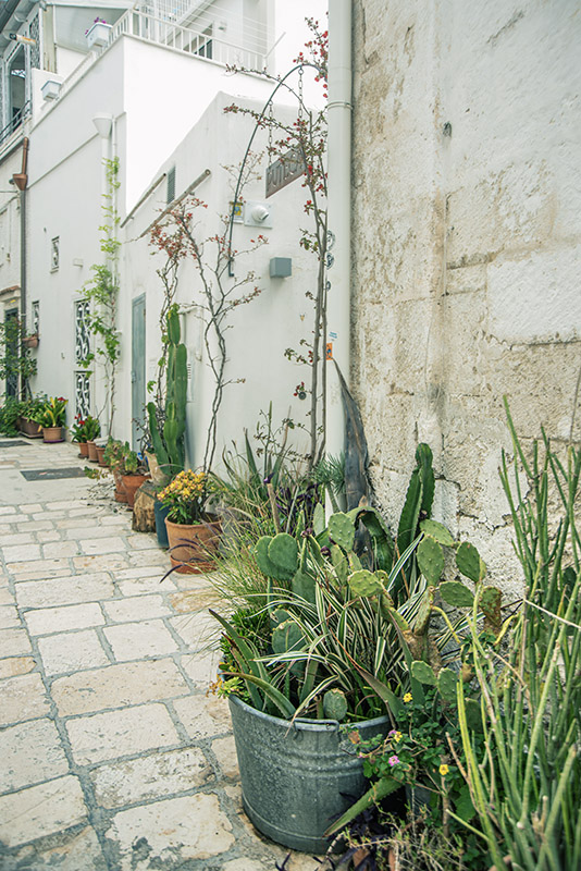 DECORO URBANO, PIANTE GRASSE, VASI, POLIGNANO AL MARE, PUGLIA - 8663
