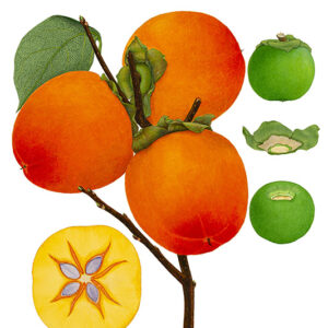 DIOSPYROS KAKI - VARIETÀ LYCOPERSICUM - 5088
